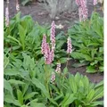 Schneckenknöterich Donald Lowndes - Persicaria affinis