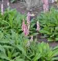 Schneckenknöterich Donald Lowndes - Persicaria affinis