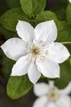 Pflanzen für Dich Kletterpflanze Clematis Hybride Destiny, 1 St., Clematis, Waldrebe, violettblühend, kletterpflanze