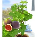 BALDUR Garten 1x Frucht-Feige Rouge de Bordeaux groß, Pflanze im 2 Liter-Topf, Ficus carica, Feigenbaum winterhart (bis minus 15 °C), pflegeleich...