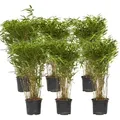 Bambus - 6 Stk - Fargesia nitida 'Gansu' - Höhe 50-70cm - ⌀17cm - Grün
