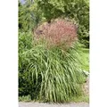 Miscanthus Sinensis Große Fontäne Chinaschilf Ca. 11x11 cm Topf
