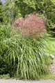 Miscanthus sinensis 'Große Fontäne', Chinaschilf, ca. 11x11 cm Topf