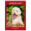 Jahresplaner Lagotto Romagnolo (Tischkalender 2026 DIN A5 hoch) CALVENDO Monatskalender von Sigrid Starick/ Calvendo / Calvendo / Kalender