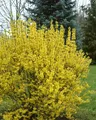 Forsythia intermedia 'Goldrausch', Forsythie, gelb, 80–100 cm