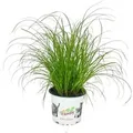 Exotenherz Katzengras Cyperus Alternifolius zur Verdauungsunterstützung von Katzen
