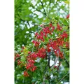 Berberis vulgaris 25-30 cm