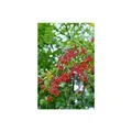 Berberis vulgaris, Gewöhnliche Berberitze, 25-30 cm