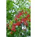 Berberis vulgaris 25-30 cm