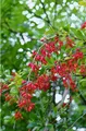 Pflanzen für Dich Gehölze Berberis vulgaris, 1 St., Gewöhnliche Berberitze, Sauerdorn, Essigbeere