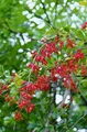 Berberis vulgaris, Gewöhnliche Berberitze, 25–30 cm