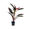AquaOne Terrarium Pflanze Cordyline red Edge I Lebende Paludariumpflanzen Regenwald Terrarienpflanzen voll durchwurzelt einfach Terrascaping Dekoration