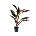 Terrarium Pflanze Cordyline red edge Paludarium Regenwald Pflanzen AquaOne 402T