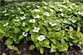 Stauden Gänge 1 x Cornus canadensis - Kanadischer Teppich Hartriegel - Der bodendeckende Blickfang für schattige Ecken - Toller Furchtschmuck