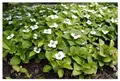 Stauden Gänge 1 x Cornus canadensis (Winterhart/Stauden/Staude/Mehrjährig/Bodendecker) Kanadischer Teppich Hartriegel - Der bodendeckende Blickfang für schattige Ecken - Toller Furchtschmuck