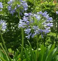 Liebesblume Schmucklilie - Agapanthus africanus