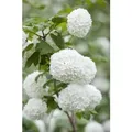 Viburnum Opulus Roseum Schneeball Weiß-Rosa Blüten 30–40 cm