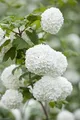 Viburnum opulus 'Roseum' 30-40 cm – Winterhart, Mehrjährig, Pflegeleicht – Schneeball – Heckenpflanze für Garten & Sichtschutz