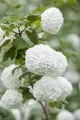 Pflanzen für Dich Gehölze Viburnum opulus Roseum, 1 St., Schneeball, Gewöhnlicher Schneeball, Bauernschneeball