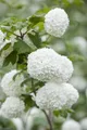 Viburnum opulus 'Roseum', Schneeball, weiß-rosa Blüten, 30–40 cm