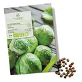BIO Rosenkohl Samen (Groninger, 30 Korn) - Rosenkohl Saatgut aus biologischem Anbau ideal für die Anzucht im Garten, Balkon oder Terrasse