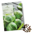 BIO Rosenkohl Samen (Groninger, 30 Korn) - Rosenkohl Saatgut aus biol. Anbau