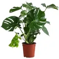 Dehner Zimmerpflanze Fensterblatt, Monstera deliciosa, geschlitztes Blattwerk, wuchsfreudige Zimmerpflanze mit Luftwurzeln grün 60 cm