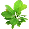 Dennerle Plants Aquariumpflanze Echinodorus Dschungelstar Nr.2 Kl.Bär XL Pflanze
