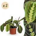 Zimmerpflanze - Maranta Fascinator Tricolour - 2x - ⌀12cm - ↕30-35cm