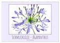 Schmucklilie - Agapanthus (Wandkalender 2026 DIN A3 quer), CALVENDO Monatskalender: Die auch Liebesblume genannte majestätische Pflanze ist ein absoluter Blickfang (CALVENDO Natur)