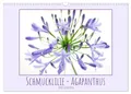 Schmucklilie - Agapanthus (Wandkalender 2026 DIN A3 quer), CALVENDO...