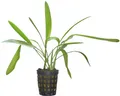 Aquarienpflanzen Echinodorus uruguayensis, Wasserpflanzen