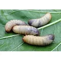 Ferrarium Nematoden gegen Engerlinge für 25 m2 Boden