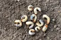 Ferrarium-Nematoden gegen Engerlinge - für 25m² Boden