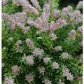 Rottriebige Australische Stein Eibe 25-30cm - Podocarpus,awrencei