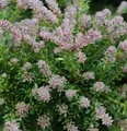 Rottriebige Australische Stein Eibe 25-30cm - Podocarpus lawrencei
