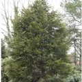 Gelbe Leyland Zypresse Castlewellan Gold 125-150cm - Cupressocyparis,eylandii