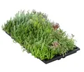 Dehner Pflanzenmatte für Dachbegrünung, 4er Set, Gründach mit Fetthenne, verschiedene Sorten, je 50 x 30 cm, 4-8 kg, für Flachdächer/Schrägdächer bis max. 30 Grad-Winkel