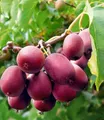 BALDUR Garten Obstpflanze Kiwi 'Ken´s Red®', 1 St., Selbstbefruchtend, winterhart, mehrjährig, essbar, pflegeleicht