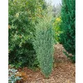 Juniperus Communis Excelsa Wacholder 40–60 cm
