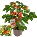 Exotenherz Kirschtomate Cherrytomate Pflanze mit Vielen Früchten für Balkon und Garten 14cm Topf Gemüsetogo