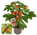 Exotenherz Gemüsepflanze Kirschtomate Cherrytomate Pflanze mit vielen Früchten 14cm Topf