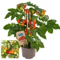 Exotenherz Kirschtomate - Cherrytomate - Pflanze mit vielen Früchten - 14cm Topf