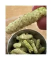 Stk - 10x Weiße Riesen Maulbeere Kings White Früchte Obst Baum Pflanzen - Samen A450 - Seeds & Plants Shop by Ipsa