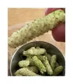 10x Weiße Riesen Maulbeere Kings White Früchte Obst Baum Pflanzen - Samen A450