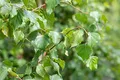 Betula pendula 'Fastigiata' 40–60 cm – Winterhart, Mehrjährig, Pflegeleicht – Säulen-Birke – Zierbaum für Garten & Vorgarten