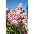 Hydrangea Paniculata Rispenhortensie Sundae Fraise R 60-80 cm