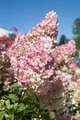 Pflanzen für Dich Gehölze Hydrangea pan. Sundae Fraise, 1 St., Rispenhortensie