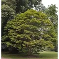 Fächer Ahorn 80-100cm - Acer palmatum