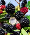 BALDUR Garten 1x Zuckerbrombeere 'Asterina®', Pflanze im 2 Liter-Topf, Rubus fruticosus, winterhart, Brombeerpflanze, Brombeerstrauch, blühend, robuste Pflanze, Obst-Rarität